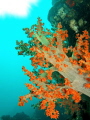   Soft Coral Djibouti. Balise air France Spot Djibouti  